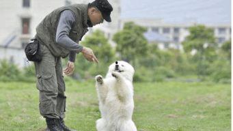 国外训犬视频,高效训练技巧与实战案例分析